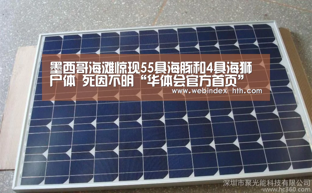 墨西哥海滩惊现55具海豚和4具海狮尸体 死因不明“华体会官方